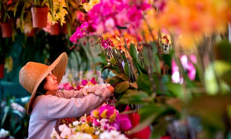 Chợ hoa Tết Little Sài Gòn-Mỹ đón hàng trăm lượt khách mỗi ngày hang tram nguoi den little sai gon my di cho hoa tet sua soan don xuan canh ty 2020