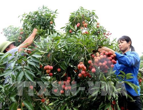 Trung Quốc trở thành nhà đầu tư lớn nhất của tỉnh Bắc Giang năm 2020 với trên 2 tỷ USD trung quoc tro thanh nha dau tu lon nhat cua tinh bac giang nam 2020 voi tren 2000 ti usd