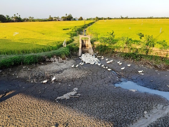 Chuyển đổi 50.000ha đất canh tác lúa bị hạn mặn sang loại cây trồng phù hợp chuyen doi 50000ha dat canh tac lua bi han man sang loai cay trong phu hop
