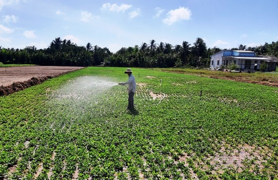 Chuyển đổi 50.000ha đất canh tác lúa bị hạn mặn sang loại cây trồng phù hợp chuyen doi 50000ha dat canh tac lua bi han man sang loai cay trong phu hop
