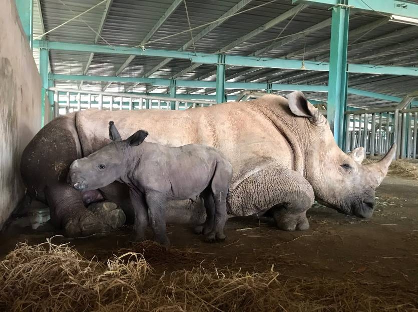 Rộn rã niềm vui ngày chào đón “cô bé” tê giác thứ 3 chào đời tại Vinpearl Safari Phú Quốc ron ra niem vui ngay chao don co be te giac thu 3 chao doi tai vinpearl safari phu quoc