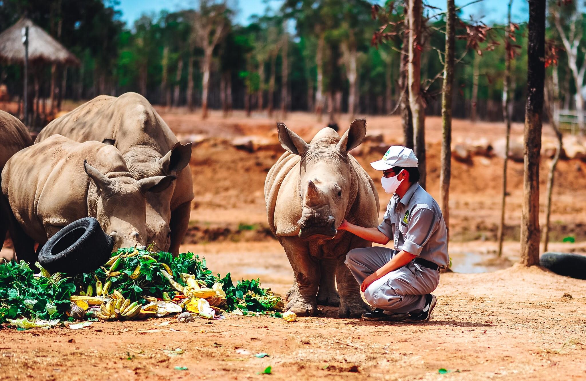 Rộn rã niềm vui ngày chào đón “cô bé” tê giác thứ 3 chào đời tại Vinpearl Safari Phú Quốc ron ra niem vui ngay chao don co be te giac thu 3 chao doi tai vinpearl safari phu quoc