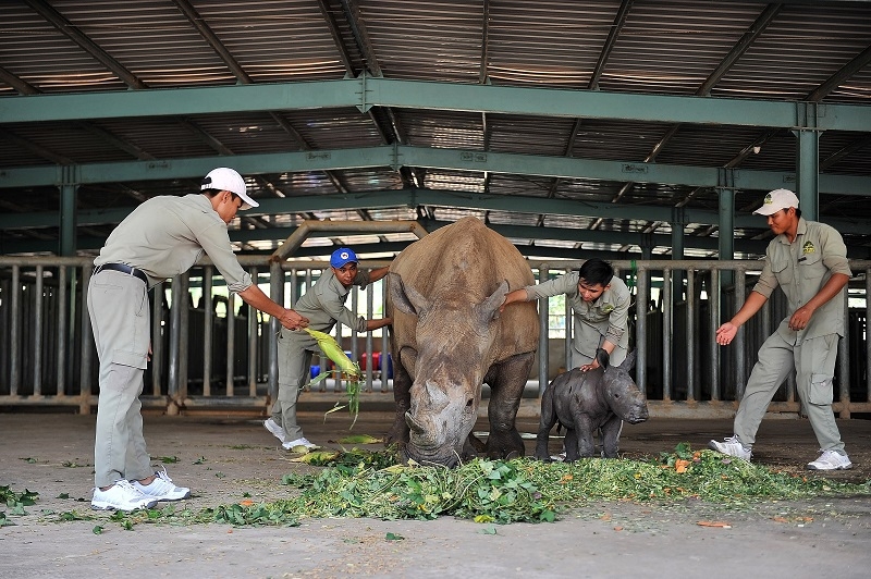 Rộn rã niềm vui ngày chào đón “cô bé” tê giác thứ 3 chào đời tại Vinpearl Safari Phú Quốc ron ra niem vui ngay chao don co be te giac thu 3 chao doi tai vinpearl safari phu quoc