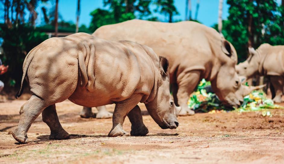 Rộn rã niềm vui ngày chào đón “cô bé” tê giác thứ 3 chào đời tại Vinpearl Safari Phú Quốc ron ra niem vui ngay chao don co be te giac thu 3 chao doi tai vinpearl safari phu quoc