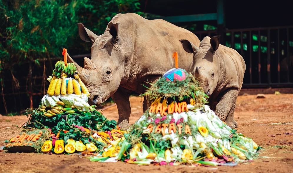 Rộn rã niềm vui ngày chào đón “cô bé” tê giác thứ 3 chào đời tại Vinpearl Safari Phú Quốc ron ra niem vui ngay chao don co be te giac thu 3 chao doi tai vinpearl safari phu quoc