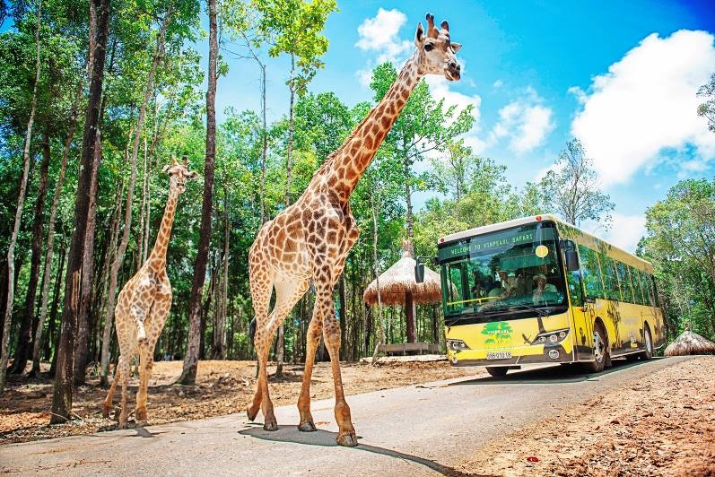 Rộn rã niềm vui ngày chào đón “cô bé” tê giác thứ 3 chào đời tại Vinpearl Safari Phú Quốc ron ra niem vui ngay chao don co be te giac thu 3 chao doi tai vinpearl safari phu quoc