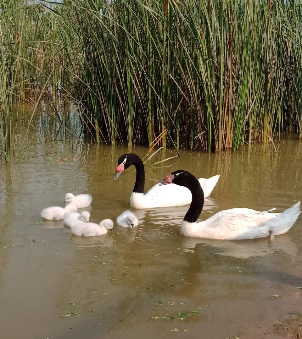 Rộn rã niềm vui ngày chào đón “cô bé” tê giác thứ 3 chào đời tại Vinpearl Safari Phú Quốc ron ra niem vui ngay chao don co be te giac thu 3 chao doi tai vinpearl safari phu quoc