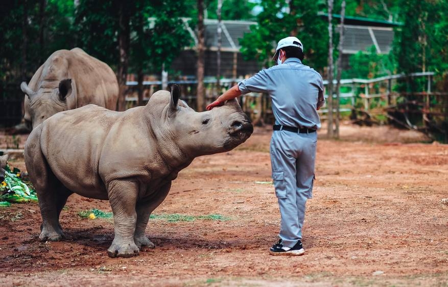 Rộn rã niềm vui ngày chào đón “cô bé” tê giác thứ 3 chào đời tại Vinpearl Safari Phú Quốc ron ra niem vui ngay chao don co be te giac thu 3 chao doi tai vinpearl safari phu quoc