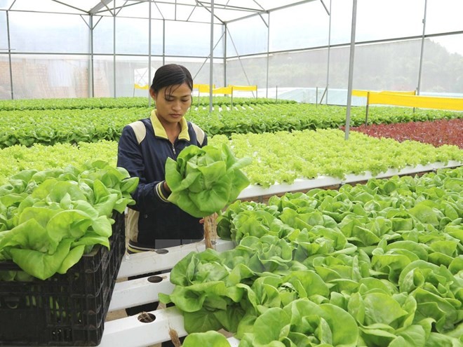 Tiếp tục thí điểm đưa lao động Việt Nam đi làm việc thời vụ tại Hàn Quốc Tiếp tục thí điểm đưa lao động Việt Nam đi làm việc thời vụ tại Hàn Quốc
