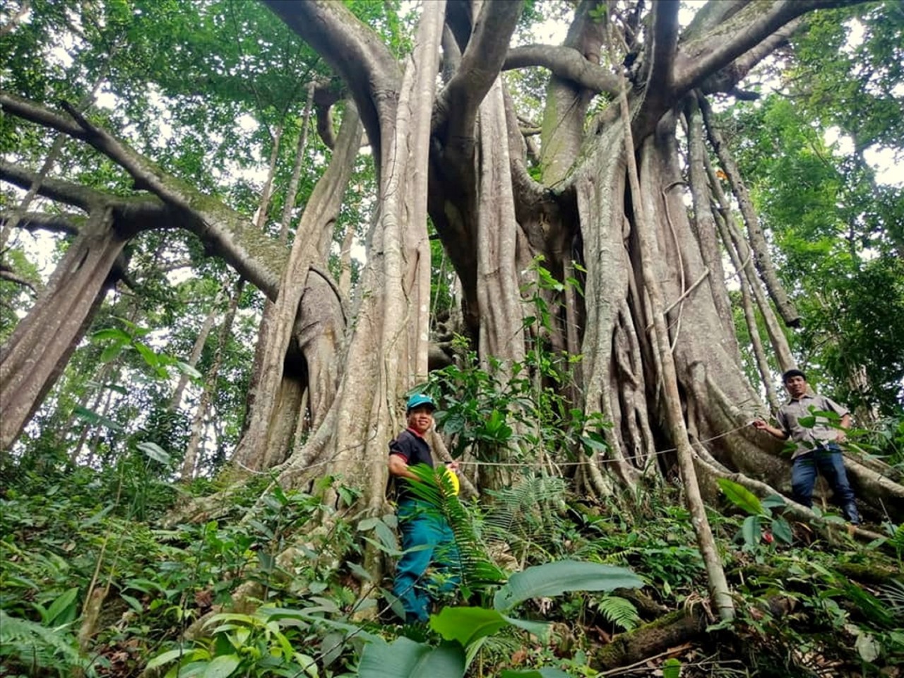 Người Cơ Tu làm du lịch từ những cánh rừng Người Cơ Tu làm du lịch từ những cánh rừng
