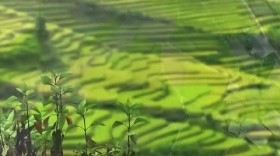 Mù Cang Chải, Yên Bái - điểm đến bản sắc, an toàn, thân thiện