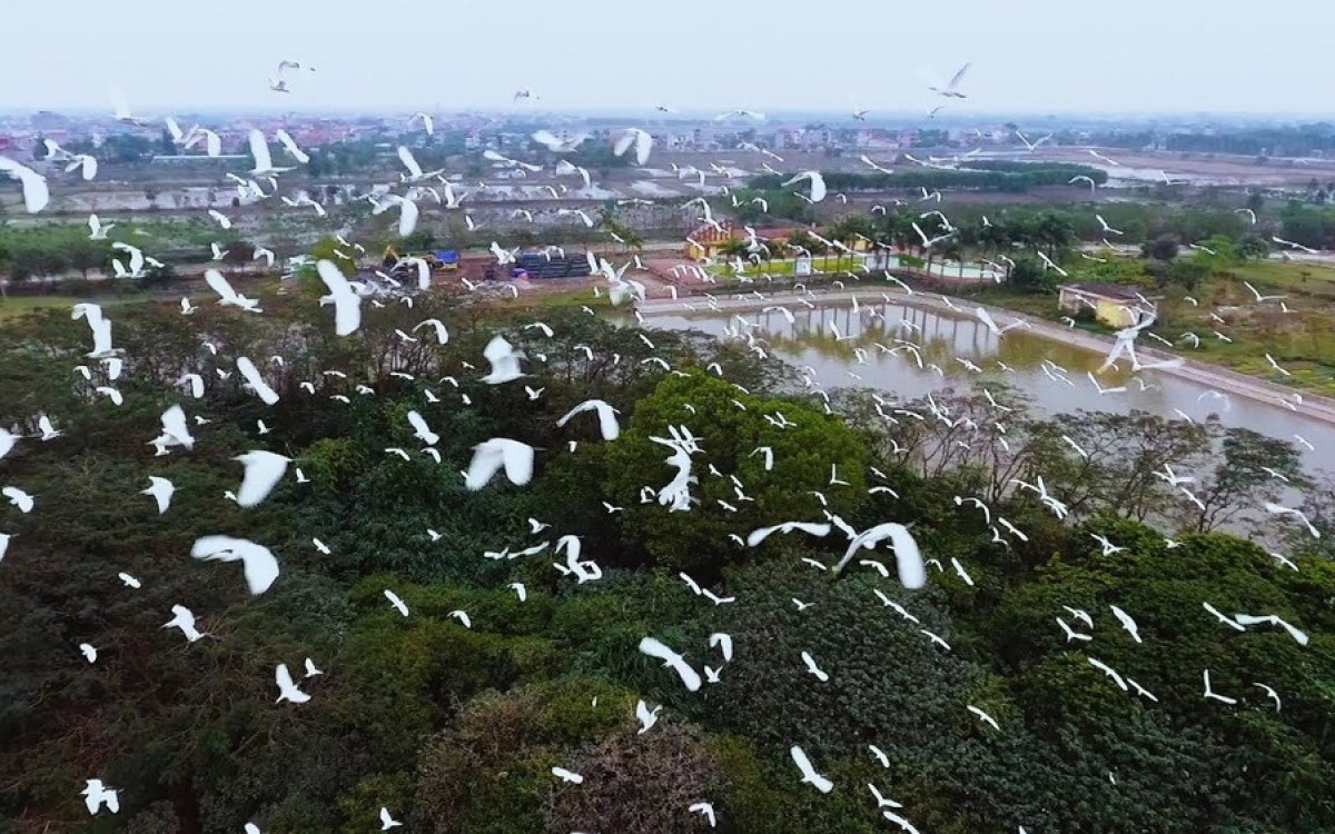 Ngắm Đảo Cò giữa lòng thành phố Hưng Yên Ngắm Đảo Cò giữa lòng thành phố Hưng Yên