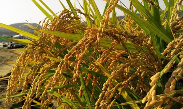 Việt Nam - Thái Lan cần gia tăng hợp tác kiểm soát mặt hàng gạo Việt Nam - Thái Lan cần gia tăng hợp tác kiểm soát mặt hàng gạo