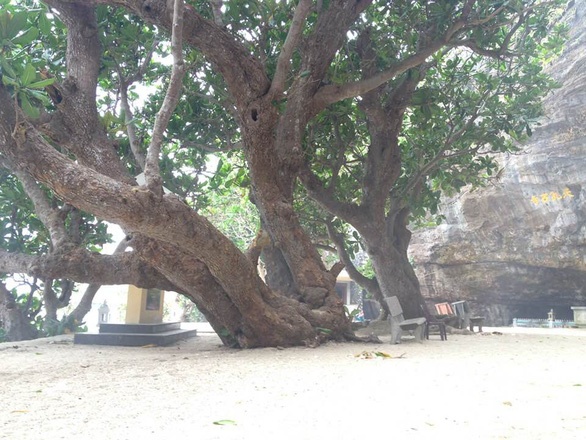 cay co thu o chua hang anh le thi hiep