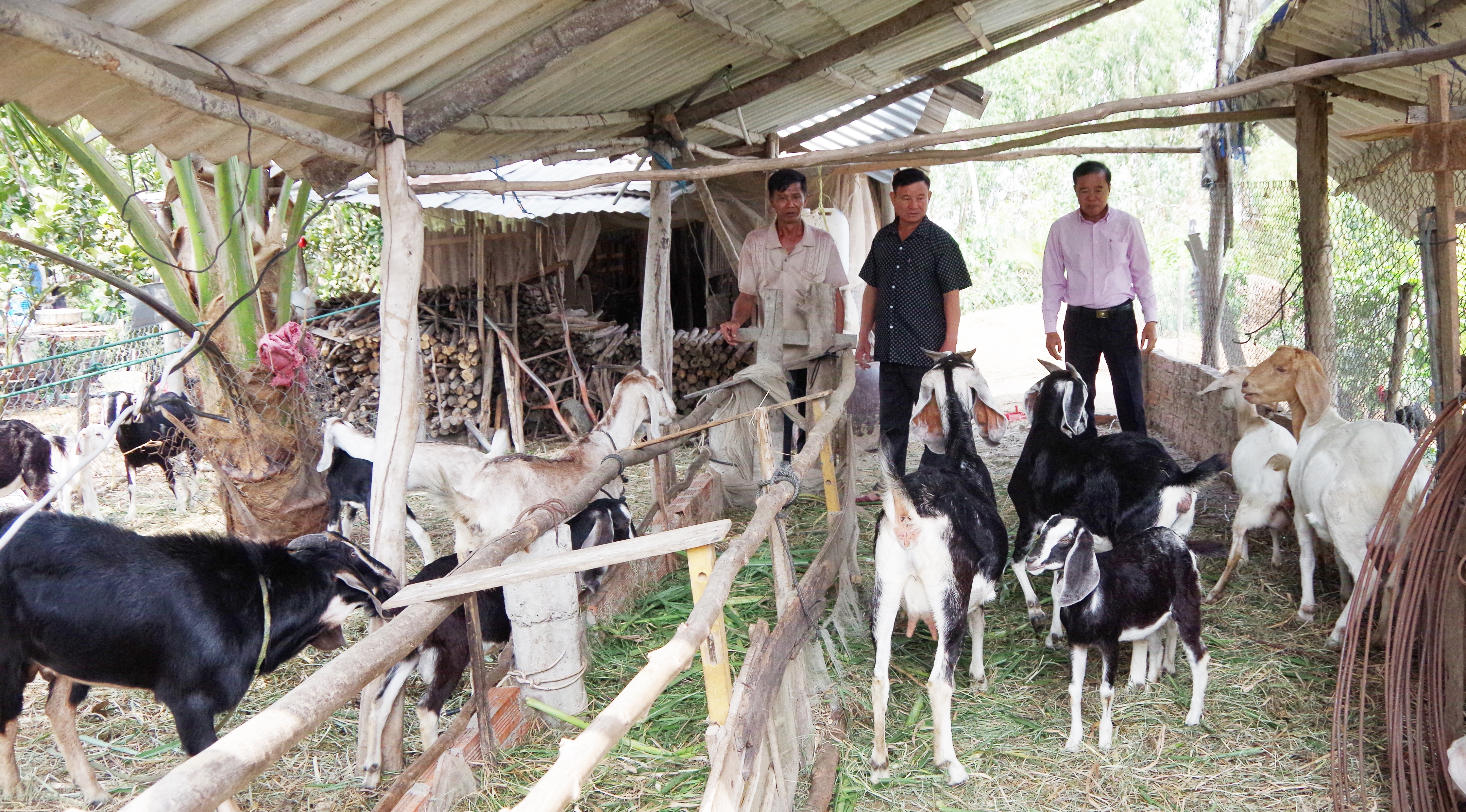 Đàn dê sinh sản của ông Sáu (ngoài cùng bên trái) (Ảnh: Biện Cường) dan de sinh san cua ong sau ngoai cung ben trai anh bien cuong