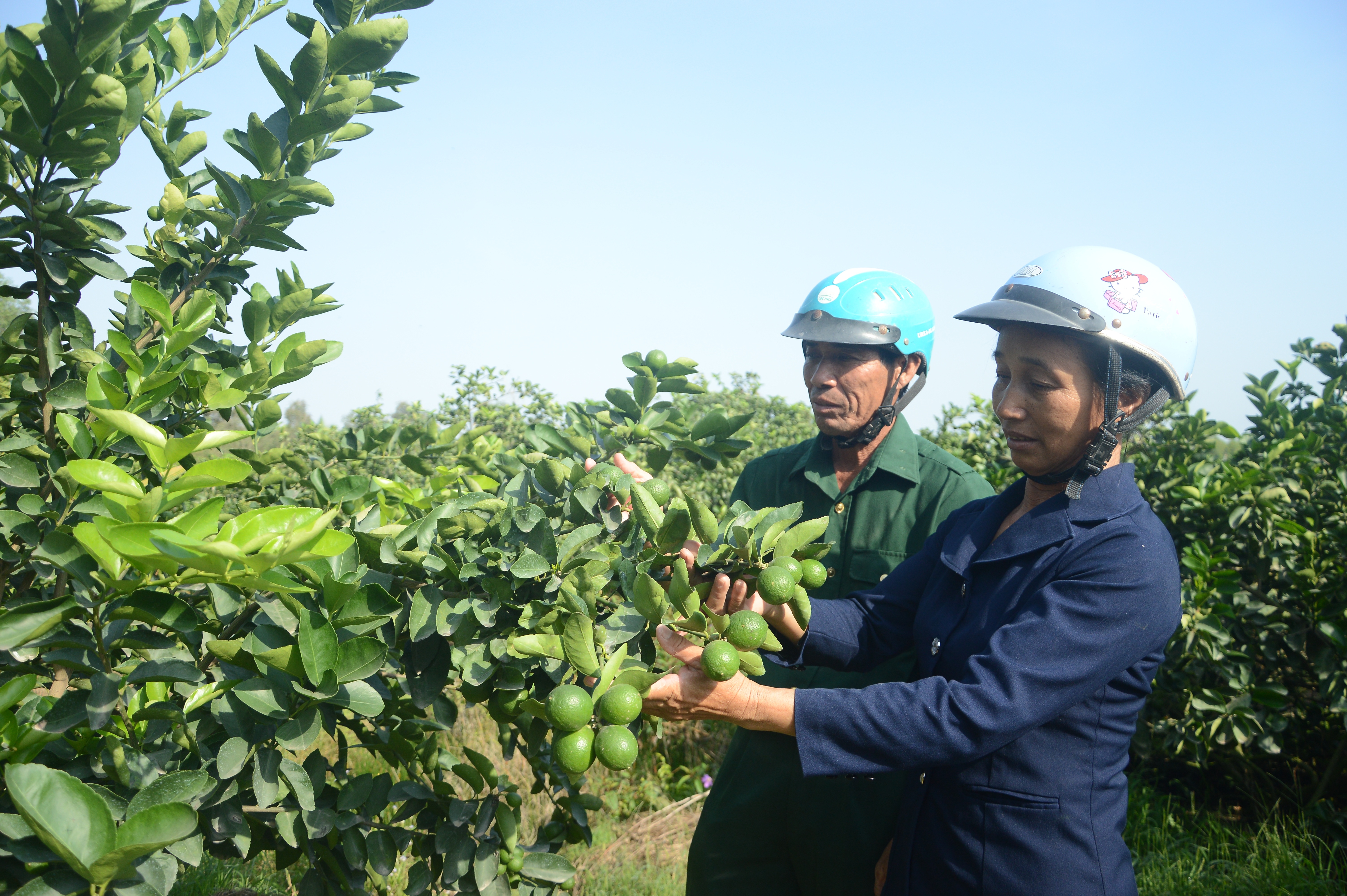 Mô hình trồng chanh không hạt của người dân xã Tân Hiệp (Ảnh: Biện Cường) mo hinh trong chanh khong hat cua nguoi dan xa tan hiep anh bien cuong