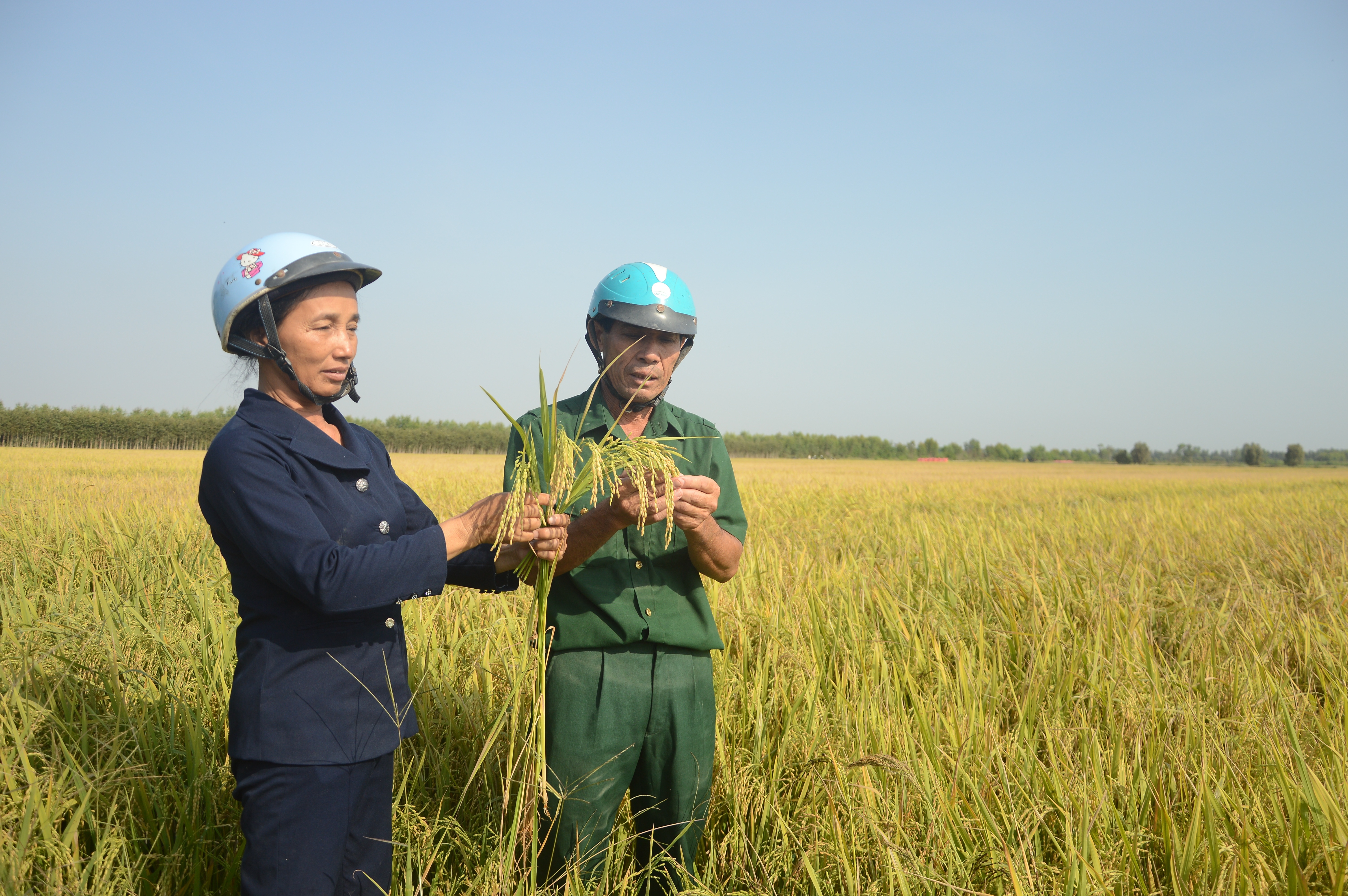Mô hình trồng lúa chất lượng cao của người dân xã Tân Hiệp (Ảnh: Biện Cường) mo hinh trong lua chat luong cao cua nguoi dan xa tan hiep anh bien cuong