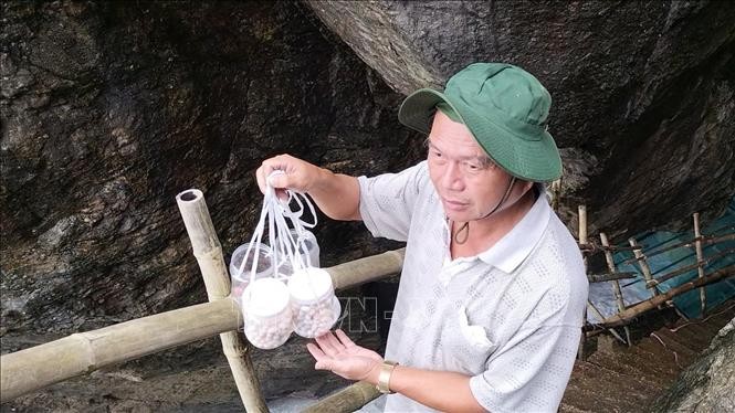 Nỗ lực tái tạo và phát triển bền vững đàn yến trên đảo Cù Lao Chàm Nỗ lực tái tạo và phát triển bền vững đàn yến trên đảo Cù Lao Chàm