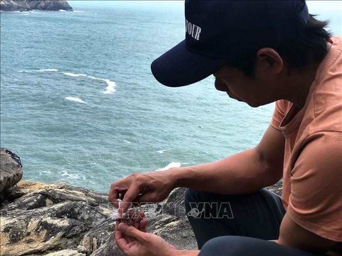 Nỗ lực tái tạo và phát triển bền vững đàn yến trên đảo Cù Lao Chàm Nỗ lực tái tạo và phát triển bền vững đàn yến trên đảo Cù Lao Chàm