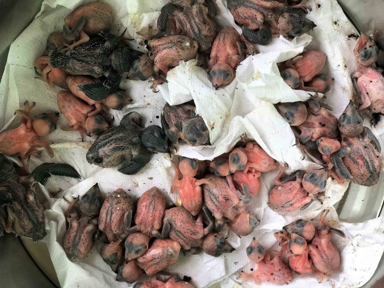 Nỗ lực tái tạo và phát triển bền vững đàn yến trên đảo Cù Lao Chàm Nỗ lực tái tạo và phát triển bền vững đàn yến trên đảo Cù Lao Chàm