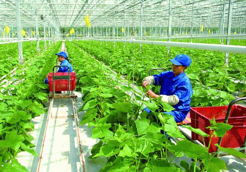 Tăng cường hợp tác nông nghiệp hiện đại giữa Việt - Nhật
