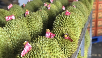 中国向越南榴莲敞开大门