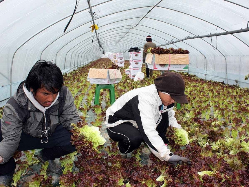 Bản in : 在韩越南劳工居留期限可延长一年 | Vietnam+ (VietnamPlus) Bản in : 在韩越南劳工居留期限可延长一年 | Vietnam+ (VietnamPlus)