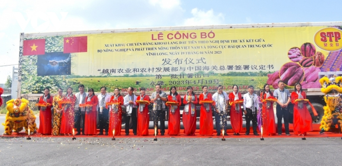 Bản in : 越南永隆省向中国出口首批红薯 | Vietnam+ (VietnamPlus)