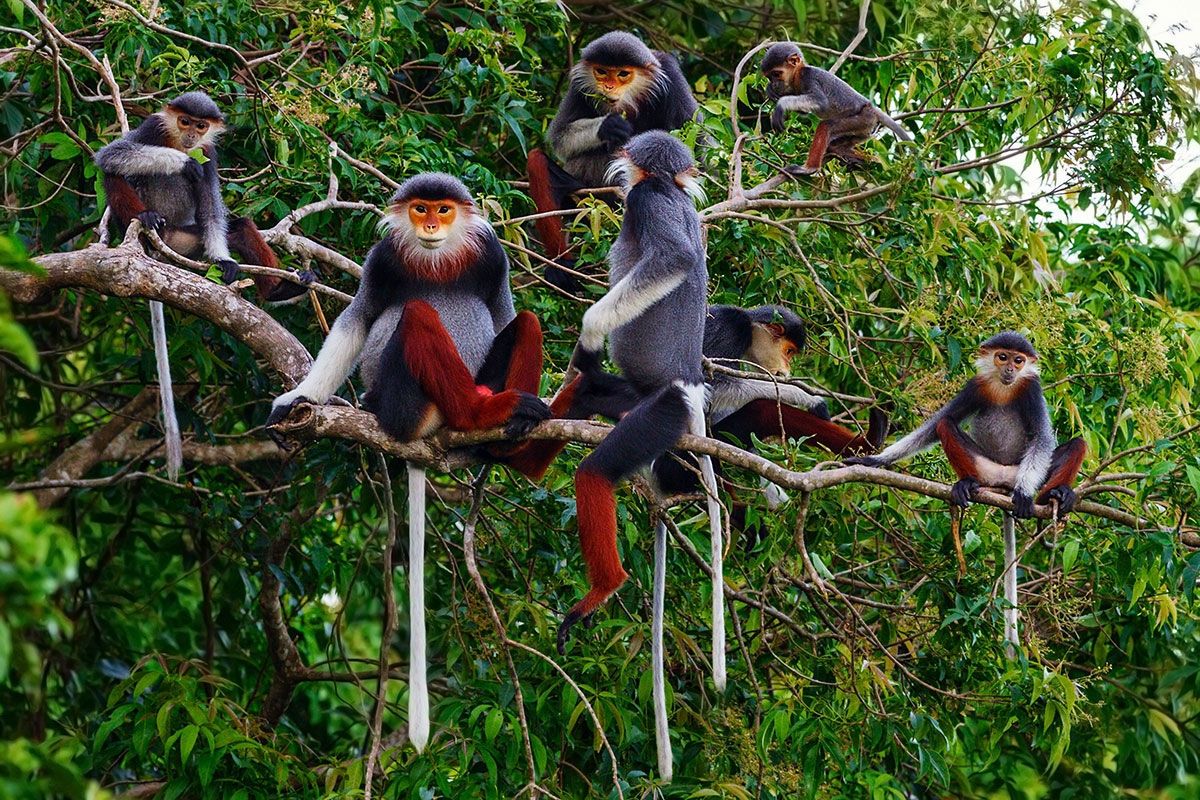 Bản in : 越南举行多项响应生物多样性国际日的活动 | Vietnam+ (VietnamPlus)