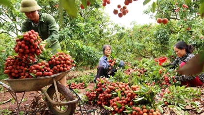 近1000吨新鲜荔枝向中国出口