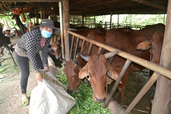 平福:边境地区少数民族同胞努力脱贫 平福:边境地区少数民族同胞努力脱贫