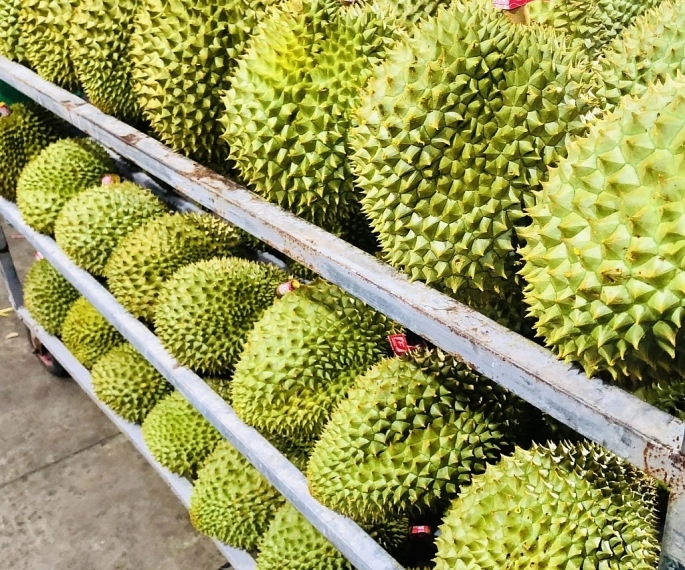 中国花费超2亿美元进口越南榴莲 中国花费超2亿美元进口越南榴莲