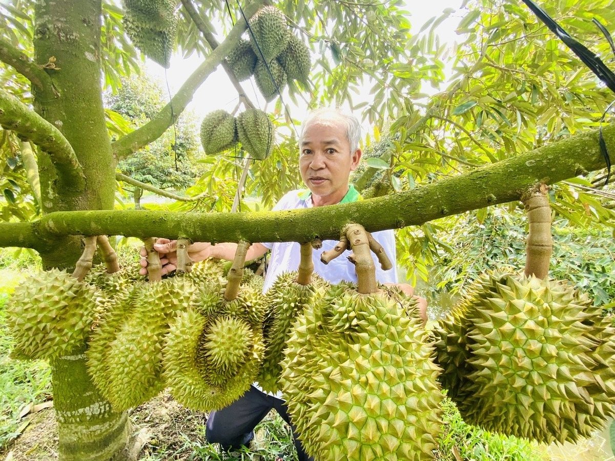中国新增829个种植区编码,为越南榴莲打开“金门” 中国新增829个种植区编码,为越南榴莲打开“金门”