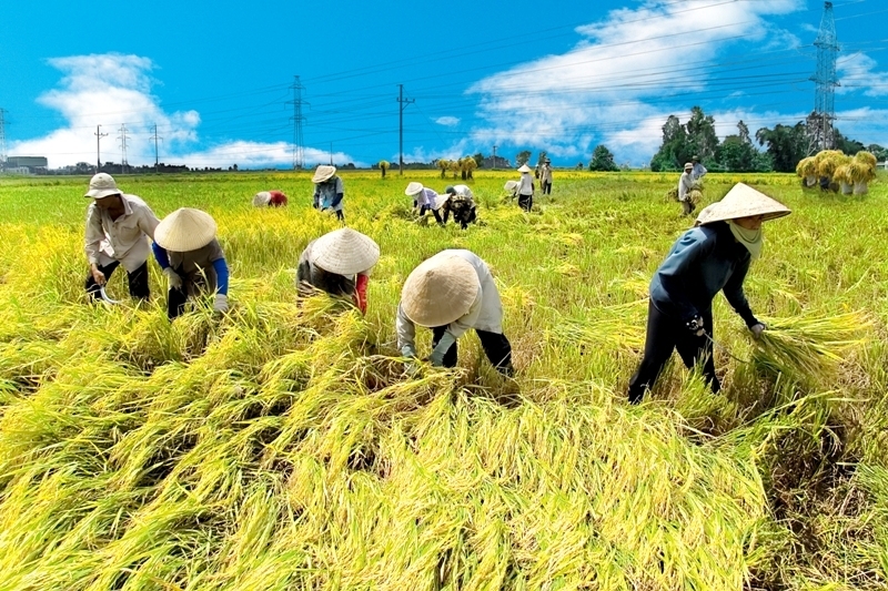 Bản in : 越南农业持续取得良好成效 国家粮食安全保障稳固 | Vietnam+ (VietnamPlus) Bản in : 越南农业持续取得良好成效 国家粮食安全保障稳固 | Vietnam+ (VietnamPlus)