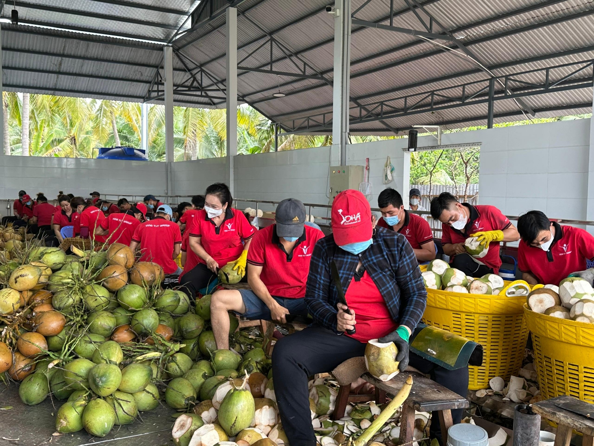 Chuẩn hóa vùng trồng để rau quả Việt chinh phục thị trường Trung Quốc