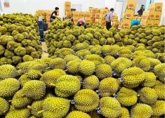 中国继续成为越南果蔬最大进口国