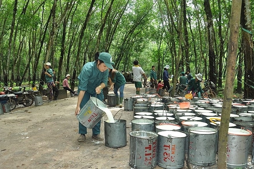 中国仍是越南最大的橡胶出口市场 中国仍是越南最大的橡胶出口市场