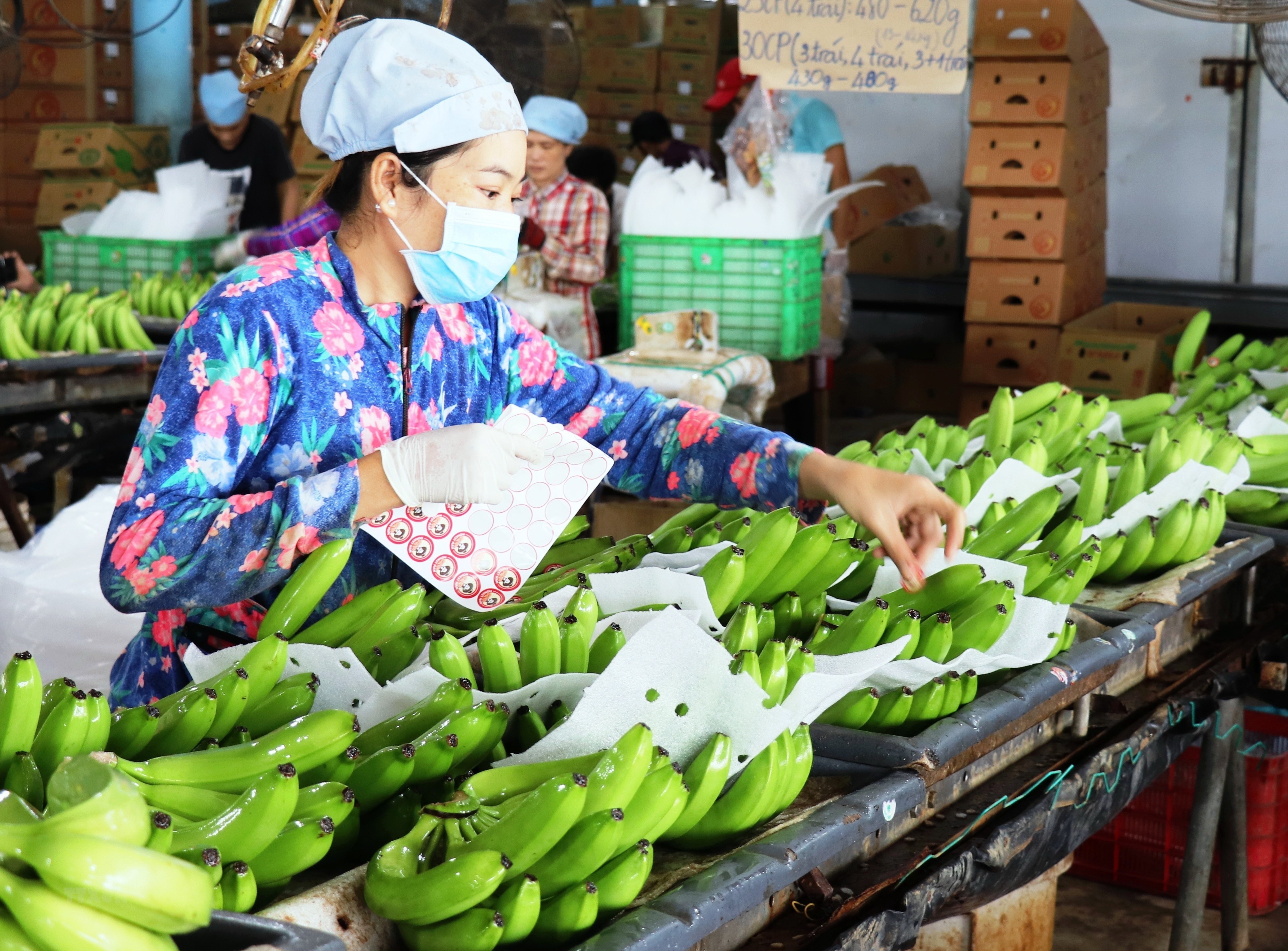 面对中国农产品进口法规的最新变化，越南各家企业主动制定了多项适应计划，免中断出口。
