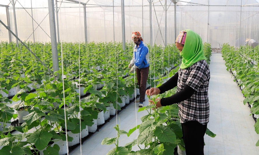 Bản in : 越南农业采取措施以履行COP26承诺 | Vietnam+ (VietnamPlus)