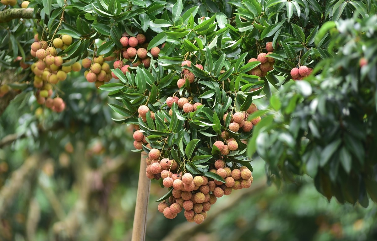 Bản in : 种植区号:助推越南农产品走向世界 | Vietnam+ (VietnamPlus) Bản in : 种植区号:助推越南农产品走向世界 | Vietnam+ (VietnamPlus)