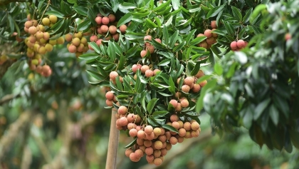 种植区号助推越南农产品走向世界