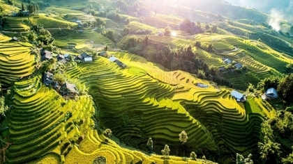 前来沙巴观赏梯田黄金季节