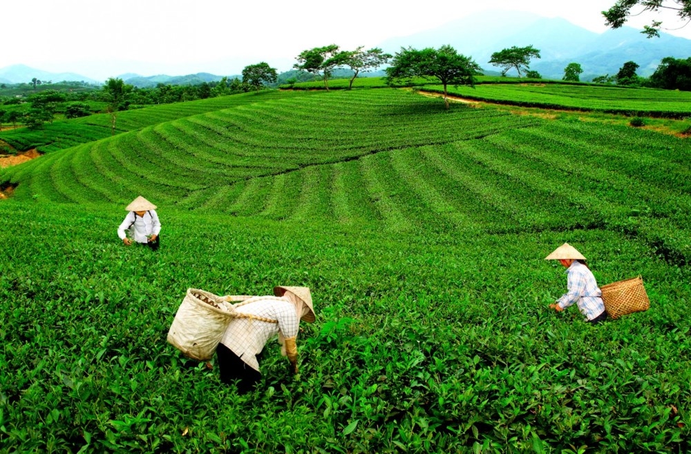 越南太原茶叶田