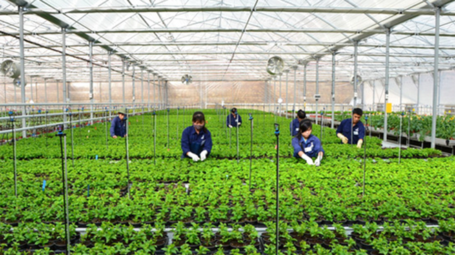 Hàn Quốc mở lại kênh tiếp nhận thời vụ lao từ Việt Nam Hàn Quốc mở lại kênh tiếp nhận thời vụ lao từ Việt Nam