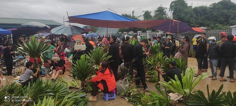 Hầu hết đều là “cây nhà lá vườn” mang đậm dấu ấn đặc trưng của người dân tộc Mông ở huyện Tủa Chùa (Ảnh: Hồng Sơn).  ໃນ​ນັ້ນ​ສ່ວນ​ຫຼາຍ​ແມ່ນ “ສວນໃນບ້ານ” ​ເຊິ່ງ​ເຄື່ອງໝາຍທີ່ໂດດເດັ່ນ​ຂອງ​ຊາວ​ເຜົ່າມົ້ງຢູ່ເມືອງຕົວຈົວ (ພາບ: ຮົ່ງເຊີນ).