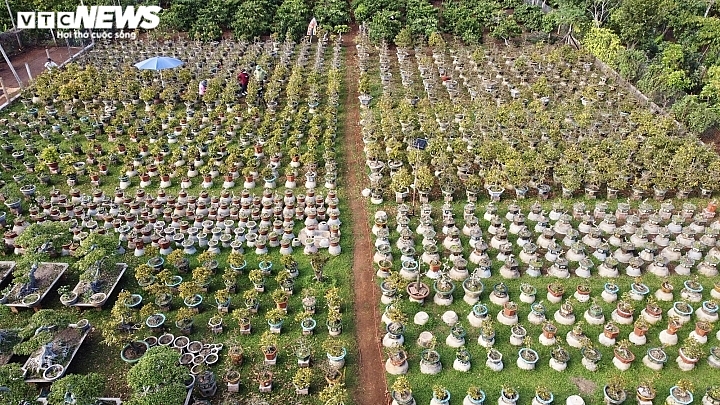 ເຮືອນສວນປູກຕົ້ນດອກເໝີຍຢາລາຍ ຟ້າວຟັ່ງຂະຫຍັນພຽນຮູດໃບ, ລໍຖ້າຕ້ອນຮັບບຸນປີໃໝ່ປະຈໍາຊາດ ເຮືອນສວນປູກຕົ້ນດອກເໝີຍຢາລາຍ ຟ້າວຟັ່ງຂະຫຍັນພຽນຮູດໃບ, ລໍຖ້າຕ້ອນຮັບບຸນປີໃໝ່ປະຈໍາຊາດ