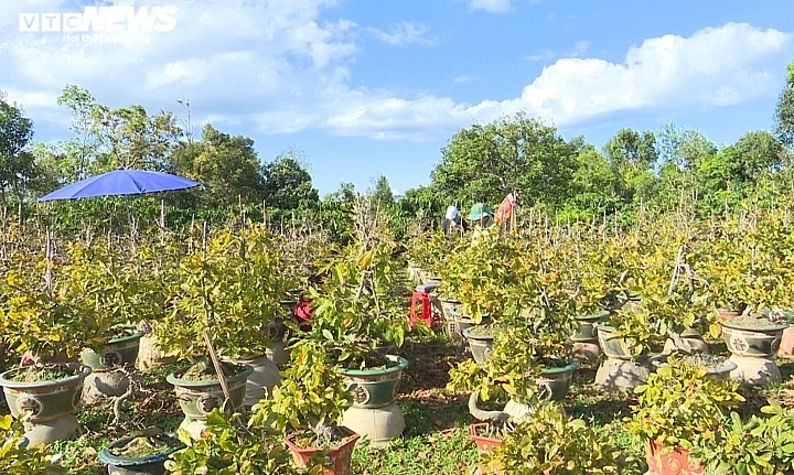 ເຮືອນສວນປູກຕົ້ນດອກເໝີຍຢາລາຍ ຟ້າວຟັ່ງຂະຫຍັນພຽນຮູດໃບ, ລໍຖ້າຕ້ອນຮັບບຸນປີໃໝ່ປະຈໍາຊາດ ເຮືອນສວນປູກຕົ້ນດອກເໝີຍຢາລາຍ ຟ້າວຟັ່ງຂະຫຍັນພຽນຮູດໃບ, ລໍຖ້າຕ້ອນຮັບບຸນປີໃໝ່ປະຈໍາຊາດ
