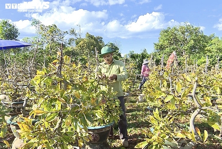 ເຮືອນສວນປູກຕົ້ນດອກເໝີຍຢາລາຍ ຟ້າວຟັ່ງຂະຫຍັນພຽນຮູດໃບ, ລໍຖ້າຕ້ອນຮັບບຸນປີໃໝ່ປະຈໍາຊາດ ເຮືອນສວນປູກຕົ້ນດອກເໝີຍຢາລາຍ ຟ້າວຟັ່ງຂະຫຍັນພຽນຮູດໃບ, ລໍຖ້າຕ້ອນຮັບບຸນປີໃໝ່ປະຈໍາຊາດ