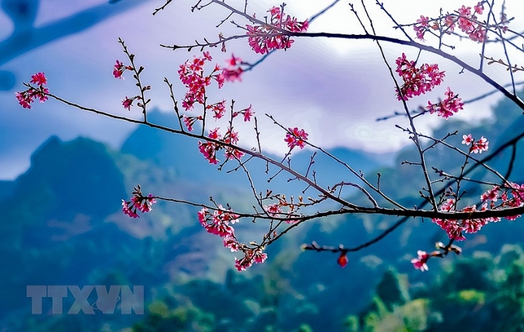 ຊົມດອກ ເຕີ໊ໄຢ ຮຸ່ງເຮືອງເຫຼືອງເຫຼື້ອມສີບົວທີ່ພູຜາປ່າດົງທາງຕາເວັນຕົກ ສ່ຽງເຫນືອ ຊົມດອກ ເຕີ໊ໄຢ ຮຸ່ງເຮືອງເຫຼືອງເຫຼື້ອມສີບົວທີ່ພູຜາປ່າດົງທາງຕາເວັນຕົກ ສ່ຽງເຫນືອ