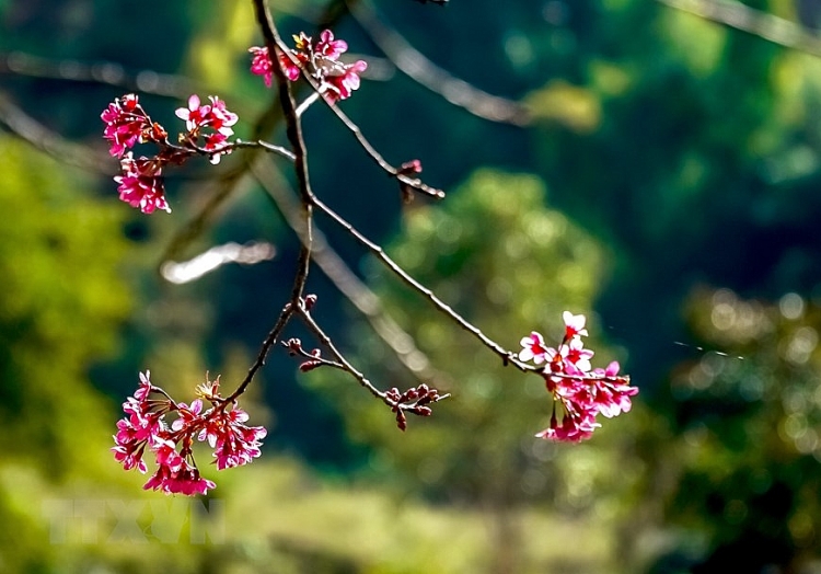 ຊົມດອກ ເຕີ໊ໄຢ ຮຸ່ງເຮືອງເຫຼືອງເຫຼື້ອມສີບົວທີ່ພູຜາປ່າດົງທາງຕາເວັນຕົກ ສ່ຽງເຫນືອ ຊົມດອກ ເຕີ໊ໄຢ ຮຸ່ງເຮືອງເຫຼືອງເຫຼື້ອມສີບົວທີ່ພູຜາປ່າດົງທາງຕາເວັນຕົກ ສ່ຽງເຫນືອ
